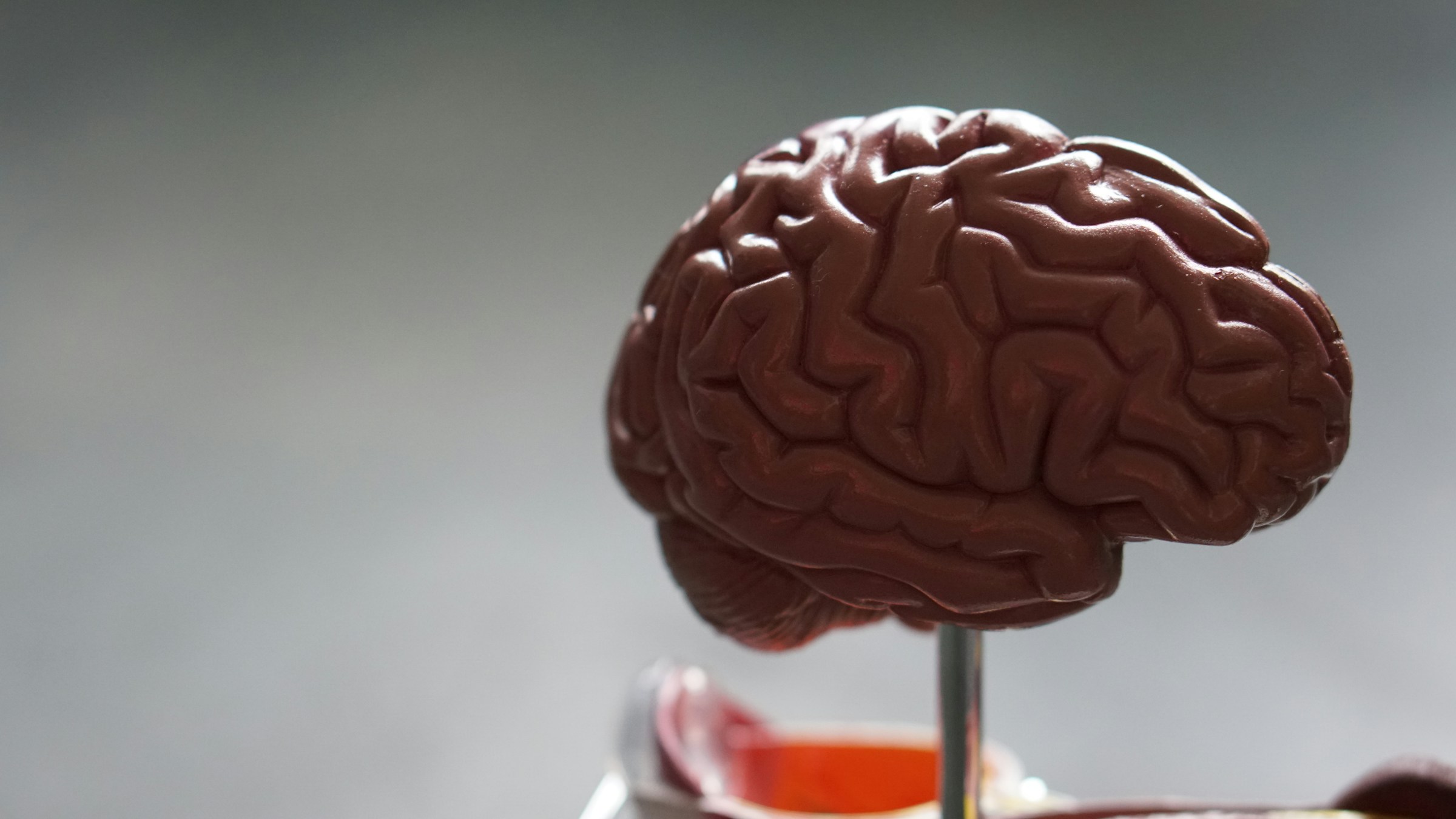 A fake display brain sits on top of a surface in front of a white background.